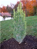 Taxus baccata Fastigiata Auera